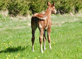 American Quarter Horse, Giumenta, , 148 cm, Sauro scuro