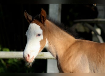 American Quarter Horse, Giumenta, Puledri
 (04/2024), 149 cm, Overo-tutti i colori