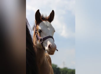 American Quarter Horse, Giumenta, Puledri
 (04/2024), 149 cm, Overo-tutti i colori