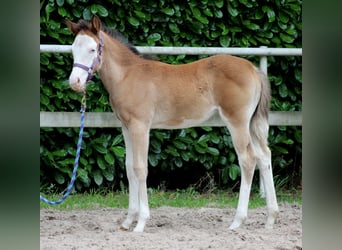 American Quarter Horse, Giumenta, Puledri
 (04/2024), 149 cm, Overo-tutti i colori