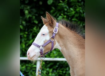 American Quarter Horse, Giumenta, Puledri
 (04/2024), 149 cm, Overo-tutti i colori