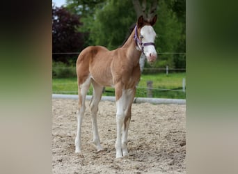 American Quarter Horse, Giumenta, Puledri
 (04/2024), 149 cm, Overo-tutti i colori