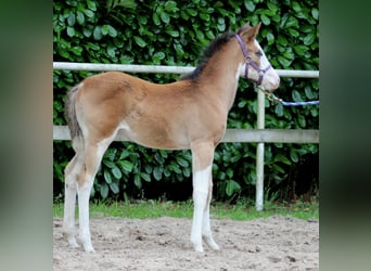 American Quarter Horse, Giumenta, Puledri
 (04/2024), 149 cm, Overo-tutti i colori