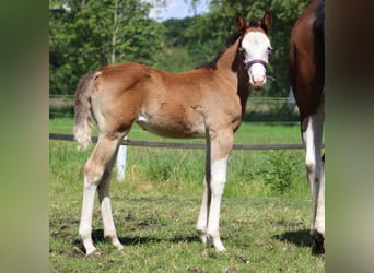 American Quarter Horse, Giumenta, Puledri
 (04/2024), 149 cm, Overo-tutti i colori