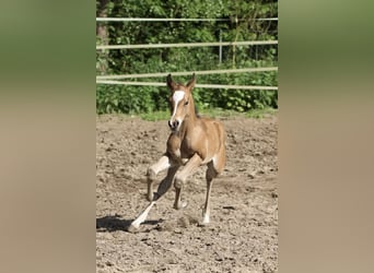 American Quarter Horse, Giumenta, Puledri (05/2025), 150 cm, Baio