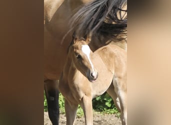 American Quarter Horse, Giumenta, Puledri (05/2025), 150 cm, Baio