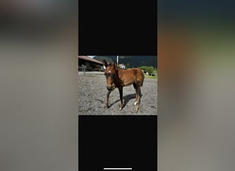American Quarter Horse, Giumenta, Puledri
 (05/2024), 150 cm, Baio
