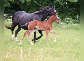 American Quarter Horse, Giumenta, Puledri (04/2026), 150 cm, Baio