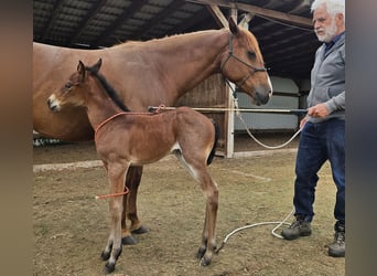 American Quarter Horse, Giumenta, , 150 cm, Baio roano