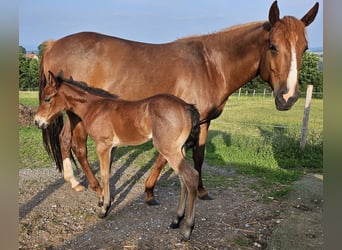 American Quarter Horse, Giumenta, , 150 cm, Baio roano