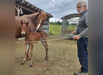 American Quarter Horse, Giumenta, , 150 cm, Baio roano