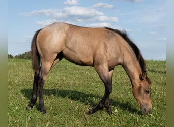 American Quarter Horse, Giumenta, Puledri (03/2026), 150 cm, Baio roano