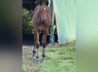 American Quarter Horse, Giumenta, Puledri (04/2026), 150 cm, Baio scuro