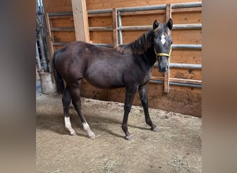 American Quarter Horse, Giumenta, Puledri (03/2026), 150 cm