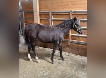 American Quarter Horse, Giumenta, Puledri (03/2026), 150 cm