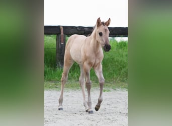American Quarter Horse, Giumenta, Puledri
 (04/2024), 150 cm, Grullo