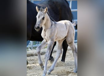 American Quarter Horse, Giumenta, Puledri (01/2026), 150 cm, Grullo