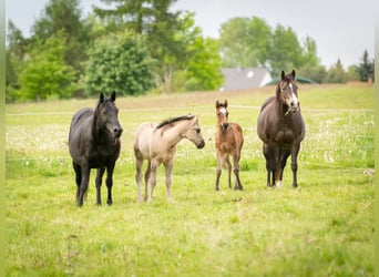 American Quarter Horse, Giumenta, Puledri (01/2026), 150 cm, Grullo