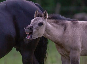 American Quarter Horse, Giumenta, Puledri (01/2026), 150 cm, Grullo