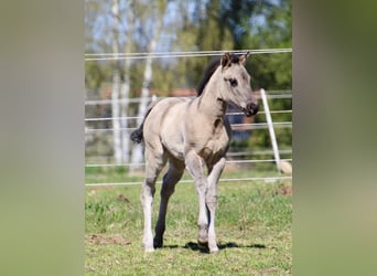 American Quarter Horse, Giumenta, Puledri (01/2026), 150 cm, Grullo