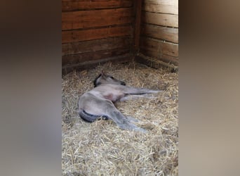 American Quarter Horse, Giumenta, Puledri (01/2026), 150 cm, Grullo