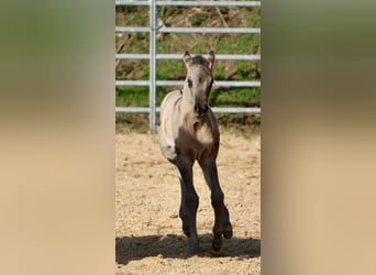 American Quarter Horse, Giumenta, Puledri (01/2026), 150 cm, Grullo