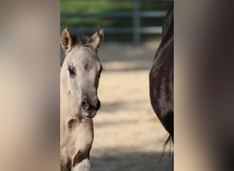 American Quarter Horse, Giumenta, Puledri (01/2026), 150 cm, Grullo