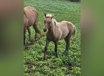 American Quarter Horse, Giumenta, Puledri (06/2024), 150 cm, Palomino