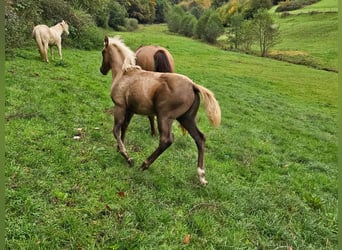 American Quarter Horse, Giumenta, Puledri (06/2024), 150 cm, Palomino