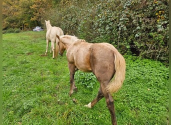 American Quarter Horse, Giumenta, Puledri (06/2024), 150 cm, Palomino