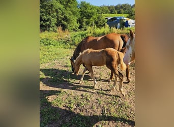 American Quarter Horse, Giumenta, Puledri (06/2024), 150 cm, Palomino