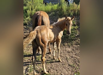 American Quarter Horse, Giumenta, Puledri (06/2024), 150 cm, Palomino