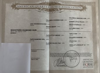 American Quarter Horse, Giumenta, Puledri
 (04/2023), 150 cm, Palomino