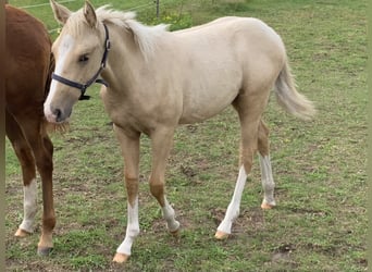 American Quarter Horse, Giumenta, Puledri
 (04/2023), 150 cm, Palomino