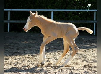 American Quarter Horse, Giumenta, Puledri (05/2026), 150 cm, Palomino