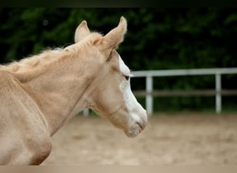 American Quarter Horse, Giumenta, Puledri (05/2026), 150 cm, Palomino