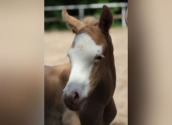 American Quarter Horse, Giumenta, Puledri (05/2026), 150 cm, Palomino