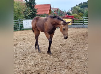 American Quarter Horse, Giumenta, Puledri
 (04/2024), 150 cm, Pelle di daino