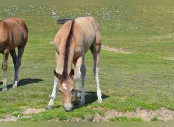 American Quarter Horse, Giumenta, Puledri (05/2026), 150 cm, Pelle di daino