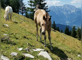 American Quarter Horse, Giumenta, Puledri (05/2026), 150 cm, Pelle di daino