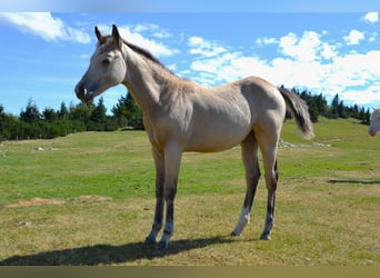 American Quarter Horse, Giumenta, Puledri (05/2026), 150 cm, Pelle di daino