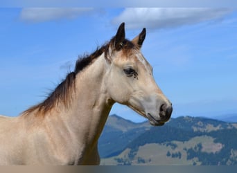 American Quarter Horse, Giumenta, Puledri (05/2026), 150 cm, Pelle di daino