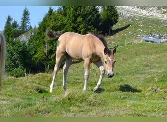 American Quarter Horse, Giumenta, Puledri (05/2026), 150 cm, Pelle di daino