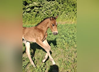 American Quarter Horse, Giumenta, Puledri (05/2026), 150 cm, Pelle di daino
