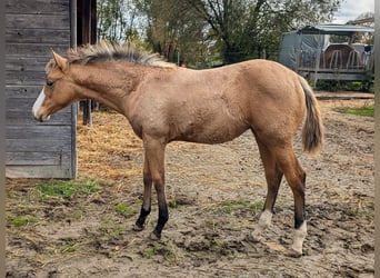 American Quarter Horse, Giumenta, Puledri (06/2024), 150 cm, Pelle di daino