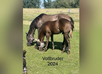 American Quarter Horse, Giumenta, , 150 cm, Red dun