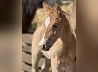 American Quarter Horse, Giumenta, , 150 cm, Red dun