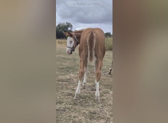 American Quarter Horse, Giumenta, Puledri (05/2026), 150 cm, Red dun