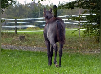 American Quarter Horse, Giumenta, Puledri (04/2024), 150 cm, Roano blu