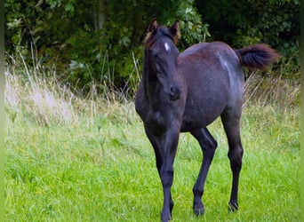 American Quarter Horse, Giumenta, Puledri (04/2024), 150 cm, Roano blu